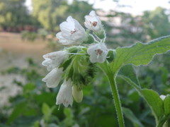 Symphytum orientale