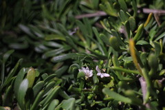Scaevola hainanensis