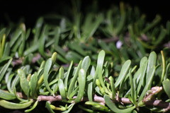 Scaevola hainanensis
