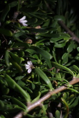 Scaevola hainanensis