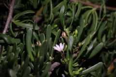 Scaevola hainanensis