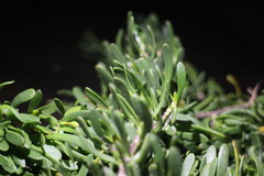 Scaevola hainanensis