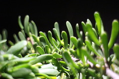 Scaevola hainanensis