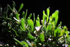 Scaevola hainanensis