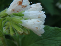 Symphytum orientale