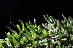 Scaevola hainanensis