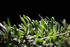 Scaevola hainanensis
