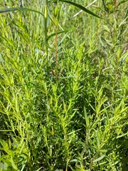 Galium labradoricum