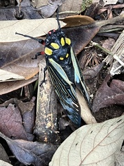 Distantalna splendida