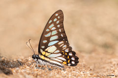 Graphium