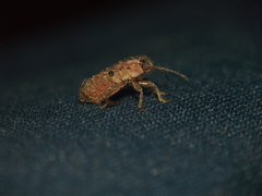 Melanotelus
