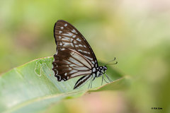 Graphium macareus