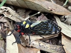 Distantalna splendida