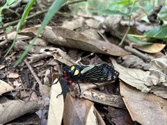 Distantalna splendida