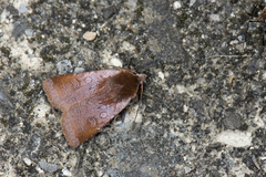 Diarsia subtincta