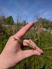 Galium labradoricum