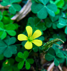 Oxalis corniculata