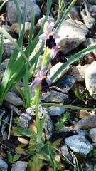 Ophrys bertolonii