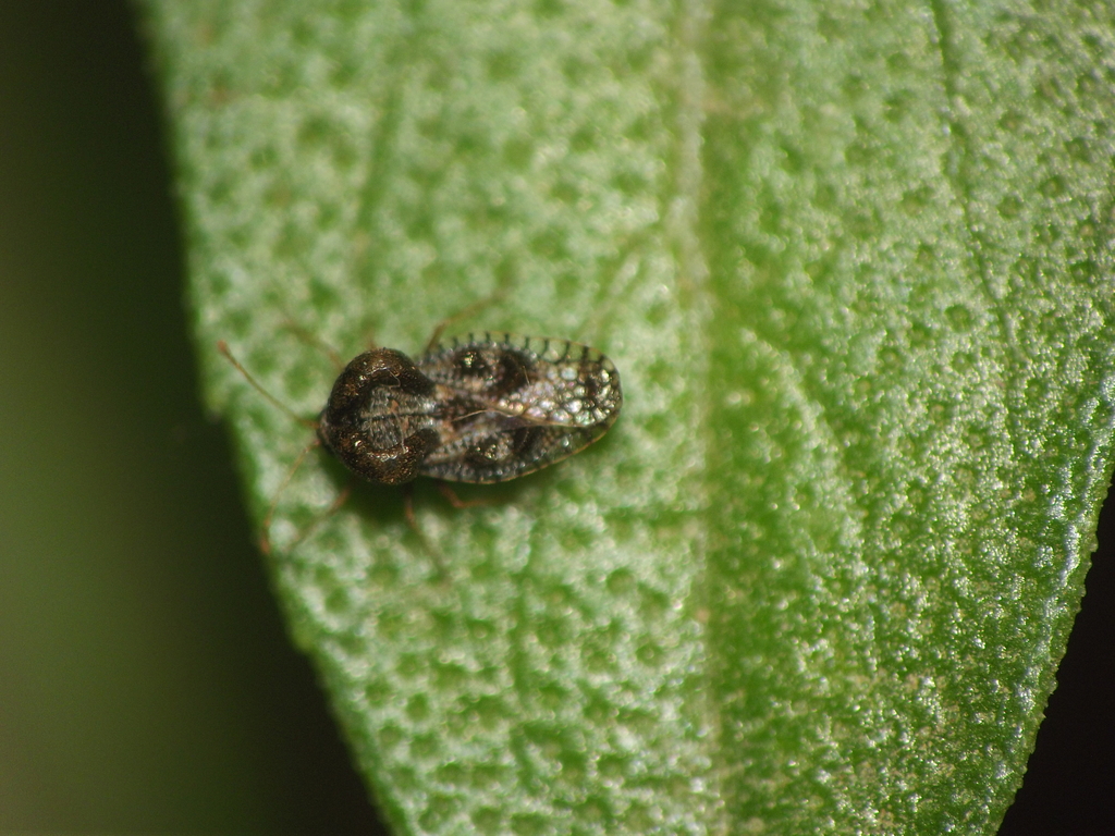 Basil Lace Bug from Digambar Housing Society, Jalgaon, Maharashtra ...