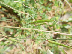 Raphanus raphanistrum