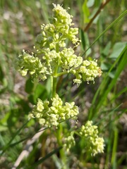 Valeriana edulis