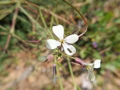 Raphanus raphanistrum