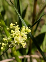 Valeriana edulis