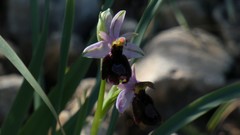 Ophrys bertolonii