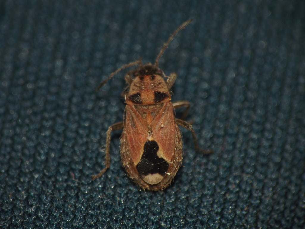 Melanotelus villosulus