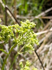 Valeriana edulis