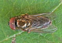 Cheilosia latifrons