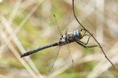 Helocordulia selysii