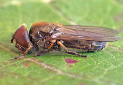 Cheilosia latifrons