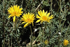 Grindelia anethifolia