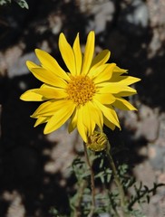 Grindelia anethifolia