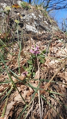 Arabis rosea
