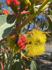 Eucalyptus erythrocorys