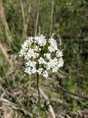 Valeriana uliginosa