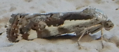 Tarache augustipennis