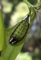 Satyrium calanus