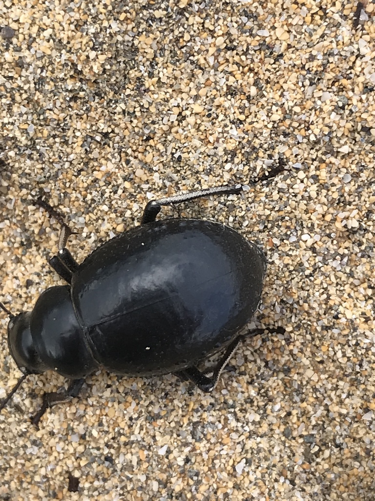 Pimelia granulicollis