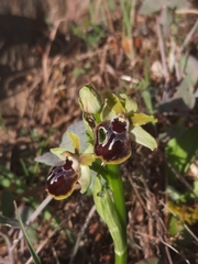 Ophrys sphegodes