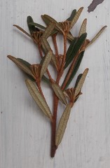 Phebalium squamulosum