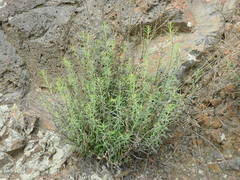 Penstemon triphyllus