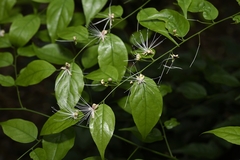 Capparis tenera