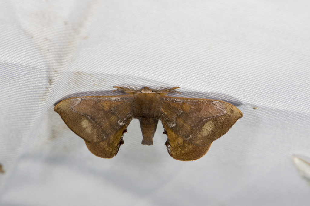 Glory Moths