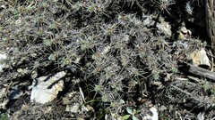 Astragalus nebrodensis