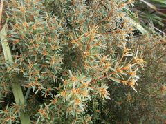 Phebalium squamulosum