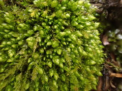 Plagiothecium cavifolium