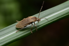 Dascillidae